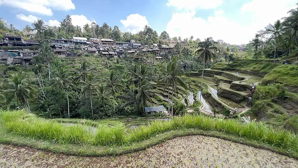 Tegallalang Rice Terrace