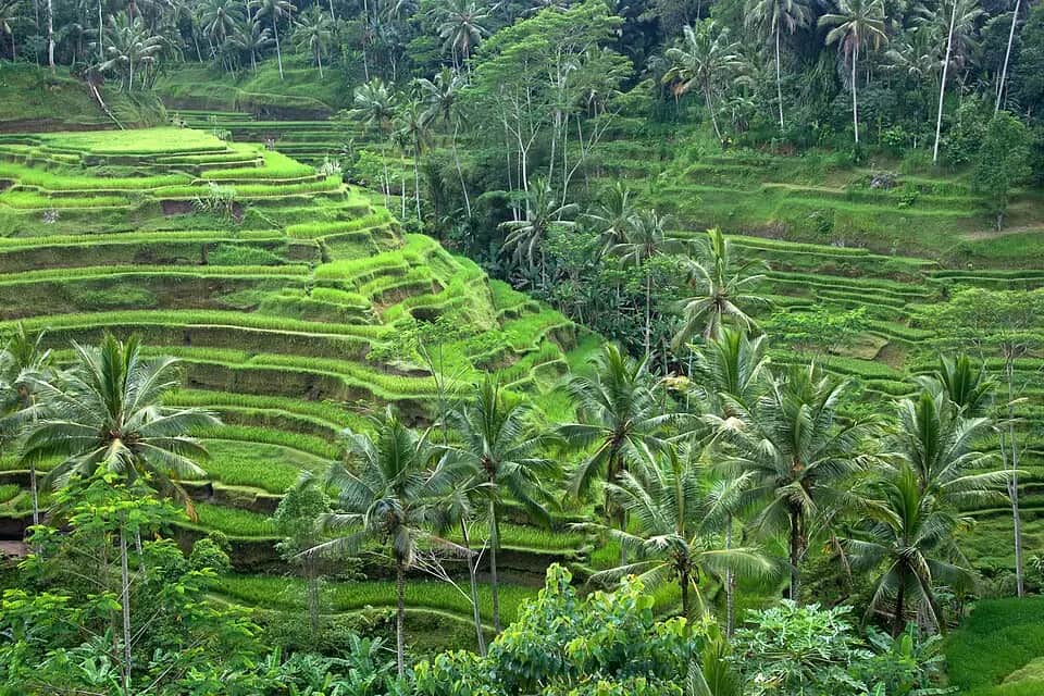 Ubud Rice Terraces